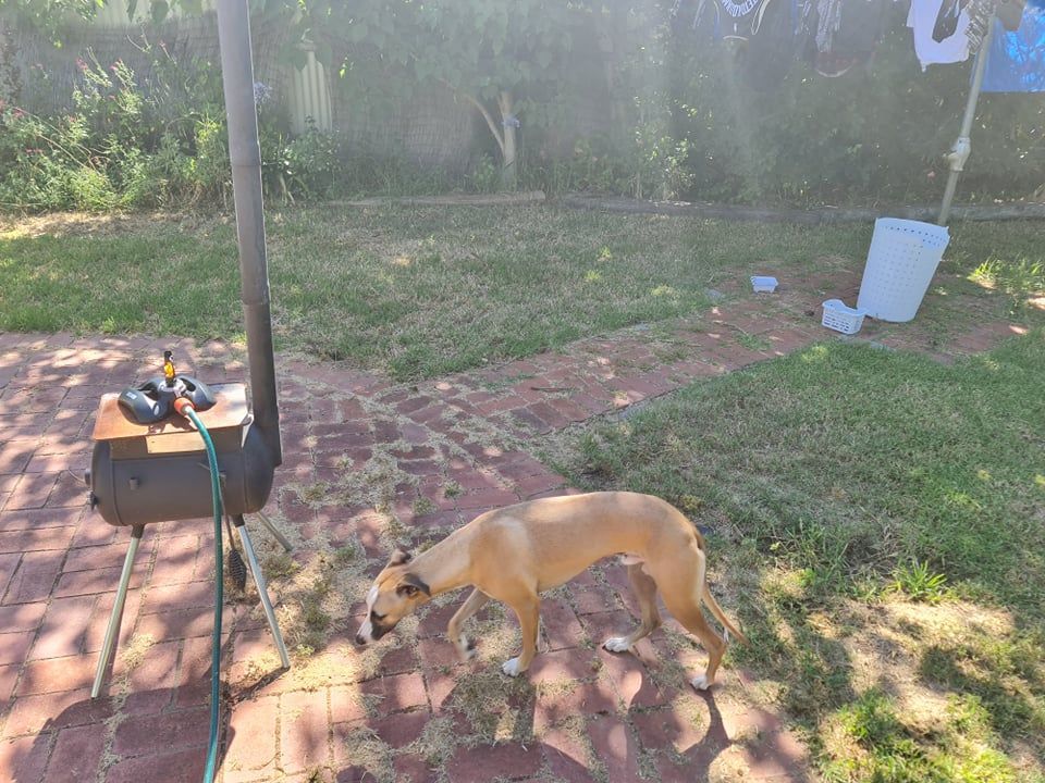 270541994_4638239719590581_8837334394497488722_n.jpg 270541994_4638239719590581_8837334394497488722_n.jpg