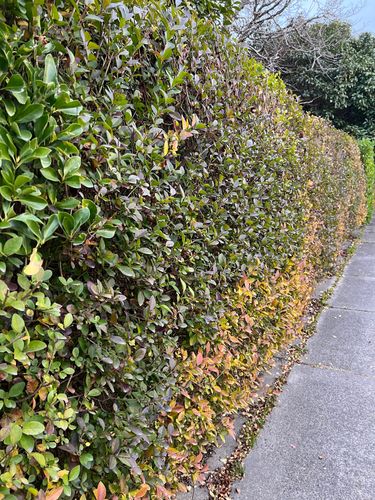 7848140C-F8A8-4643-9B38-4CE9433464C8.jpeg 7848140C-F8A8-4643-9B38-4CE9433464C8.jpeg