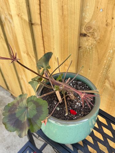 IMG_3953.jpeg IMG_3953.jpeg