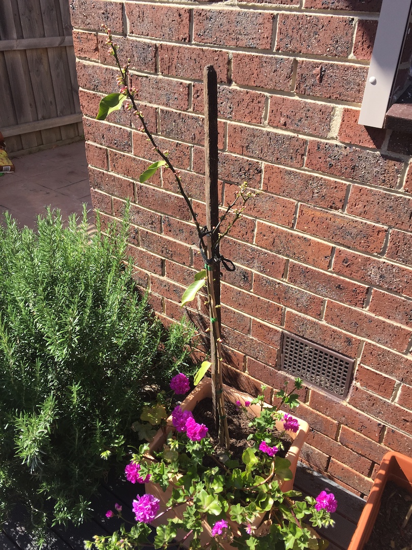 IMG_2901.JPG IMG_2901.JPG