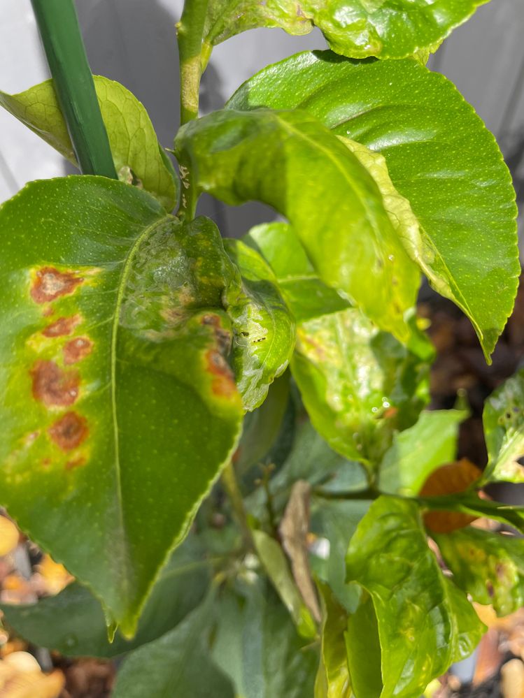 IMG_3614.jpeg IMG_3614.jpeg