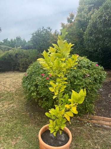 IMG_7741.jpeg IMG_7741.jpeg