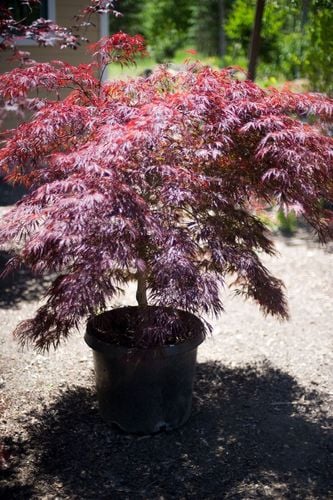 MAPLECRIMQU_006.jpg MAPLECRIMQU_006.jpg