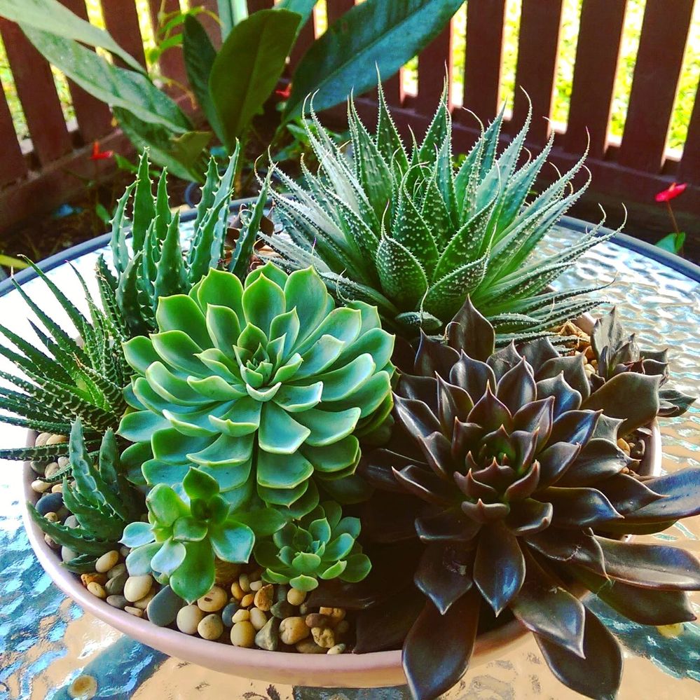 IMG_20180528_132027_599.jpg IMG_20180528_132027_599.jpg