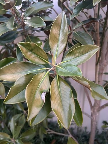 5EA5F96B-3CCC-4863-ADDF-5CEDC36E0941.jpeg 5EA5F96B-3CCC-4863-ADDF-5CEDC36E0941.jpeg