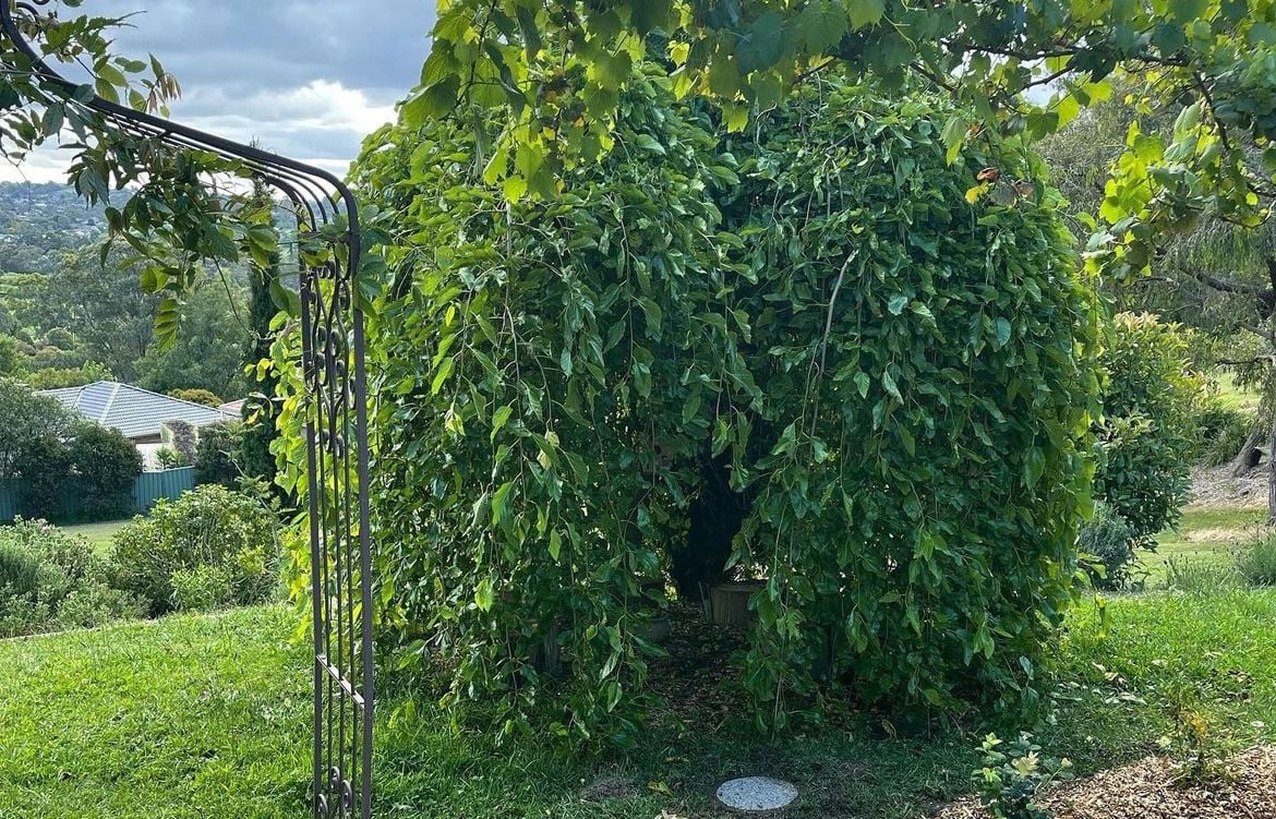 LisaMulberry.jpeg LisaMulberry.jpeg