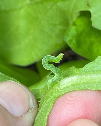 12CE8F3D-64A4-4A6B-A1A6-4F3D94BC9C65.jpeg 12CE8F3D-64A4-4A6B-A1A6-4F3D94BC9C65.jpeg