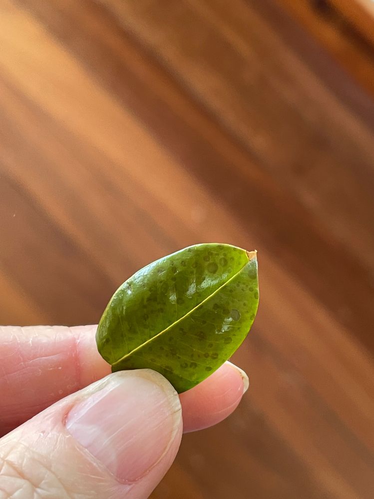 IMG_3673.jpeg IMG_3673.jpeg