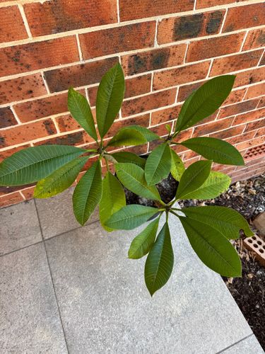 IMG_4819.jpeg IMG_4819.jpeg