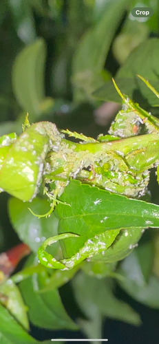 IMG_1306.png IMG_1306.png