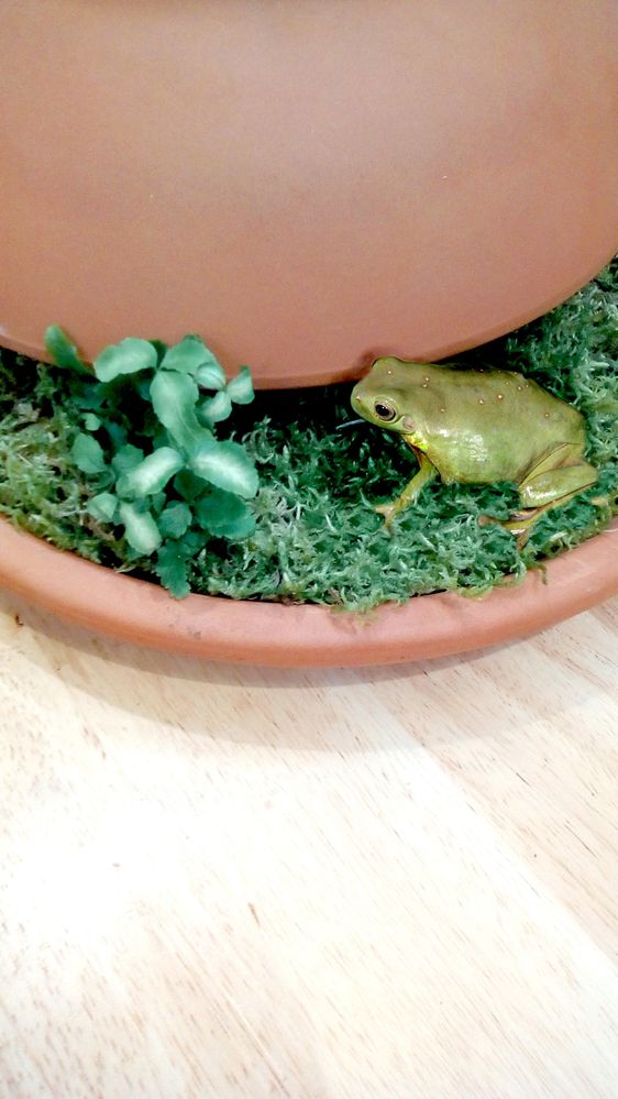 1 Frog Pot.jpg 1 Frog Pot.jpg