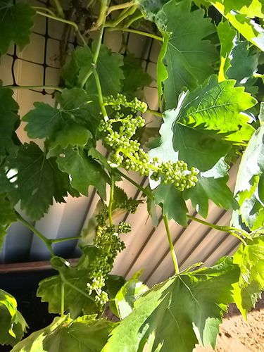 17296451934525644131459833134778.jpg 17296451934525644131459833134778.jpg