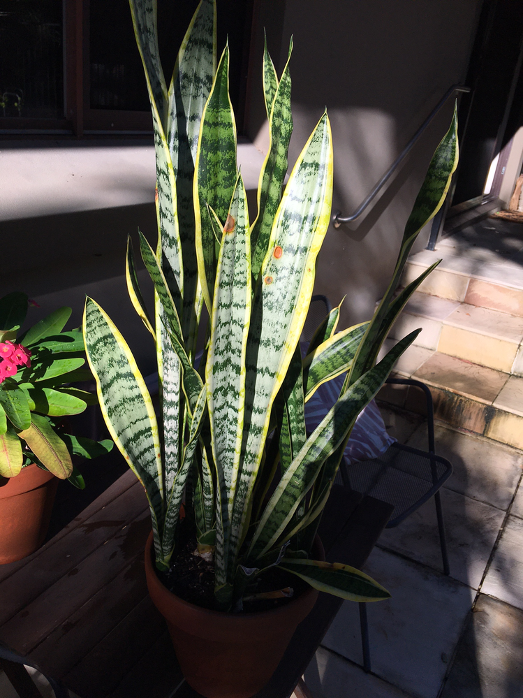 Sansevieria2png.png Sansevieria2png.png