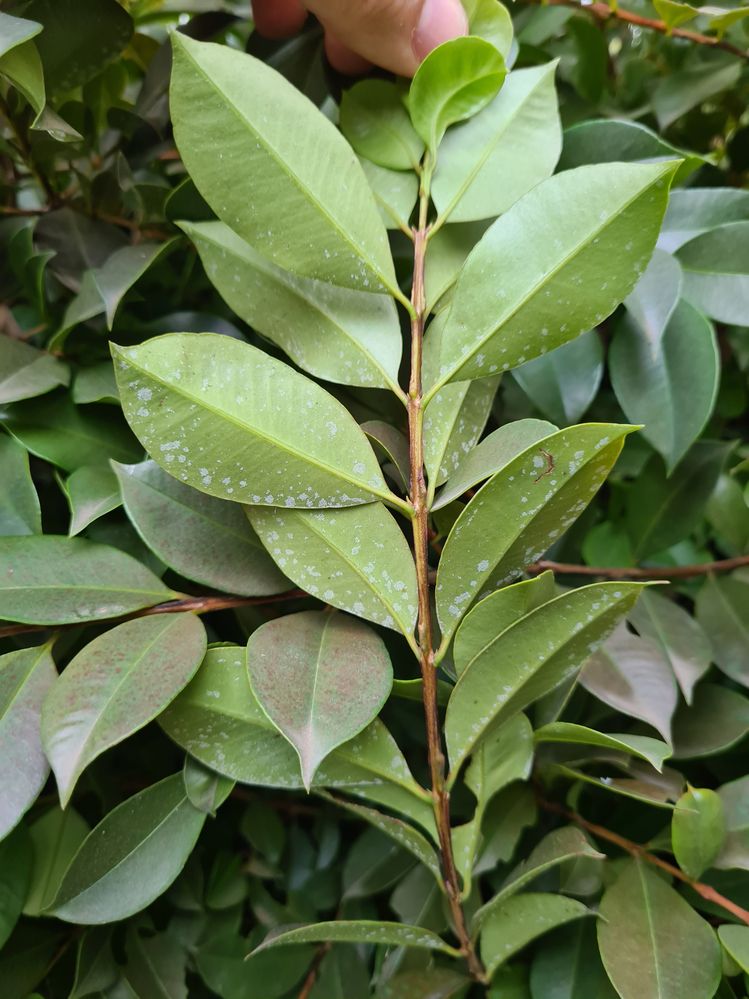 20210529_152644.jpg 20210529_152644.jpg