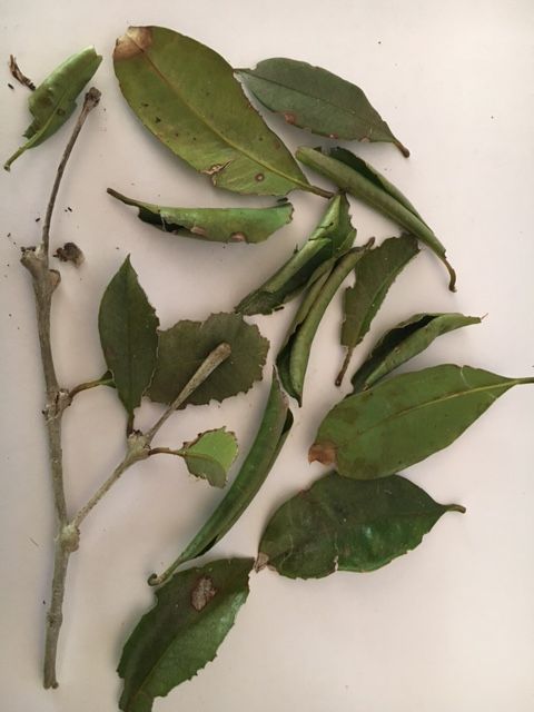 IMG_3350.JPG IMG_3350.JPG