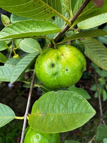 CC9C2F2E-3847-4A42-8798-6ADF7B42C8F1.jpeg CC9C2F2E-3847-4A42-8798-6ADF7B42C8F1.jpeg