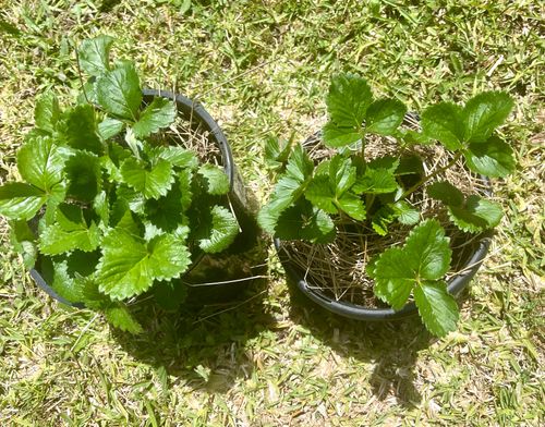 IMG_4573.jpeg IMG_4573.jpeg