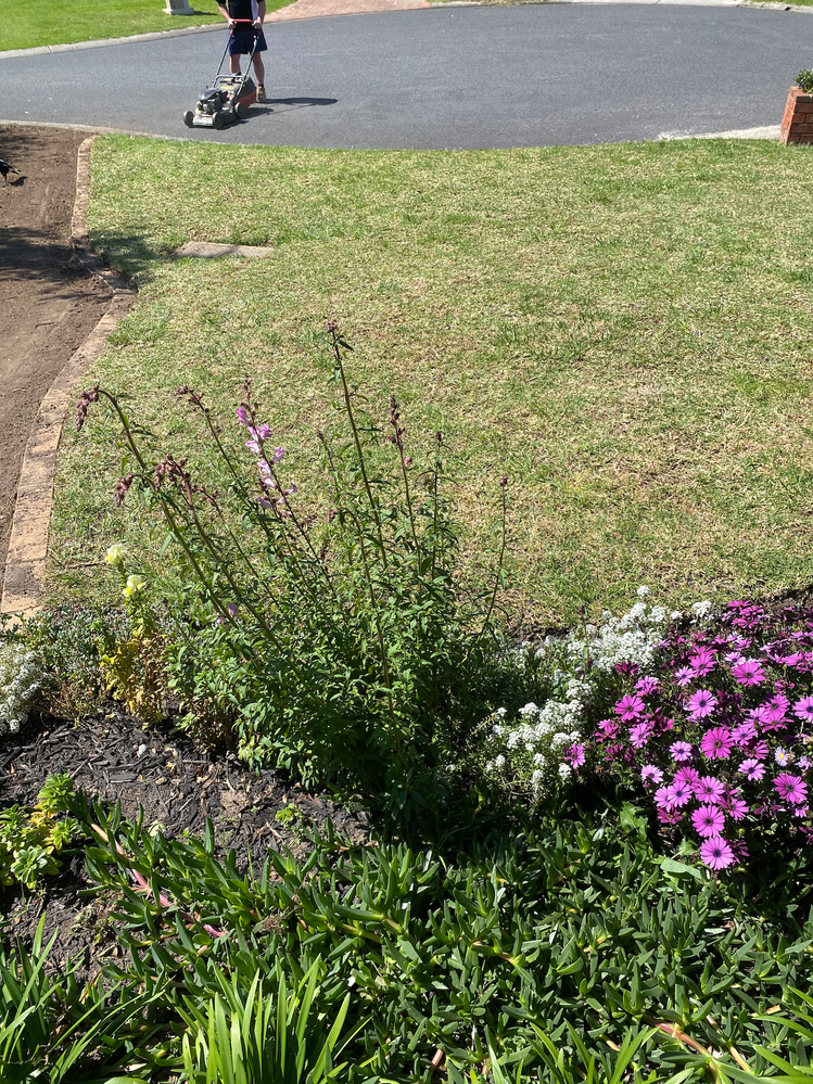 IMG_2959.png IMG_2959.png