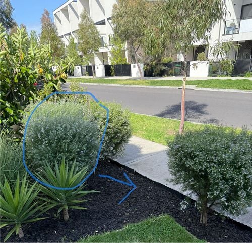 IMG_3451.jpg IMG_3451.jpg