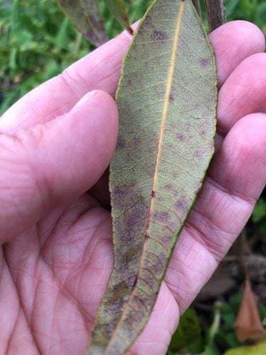 IMG_3823.jpeg IMG_3823.jpeg