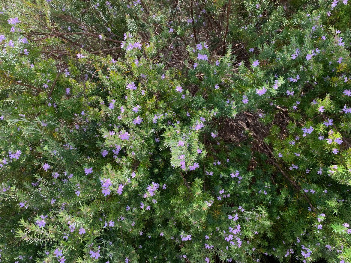 IMG_0694.jpeg IMG_0694.jpeg