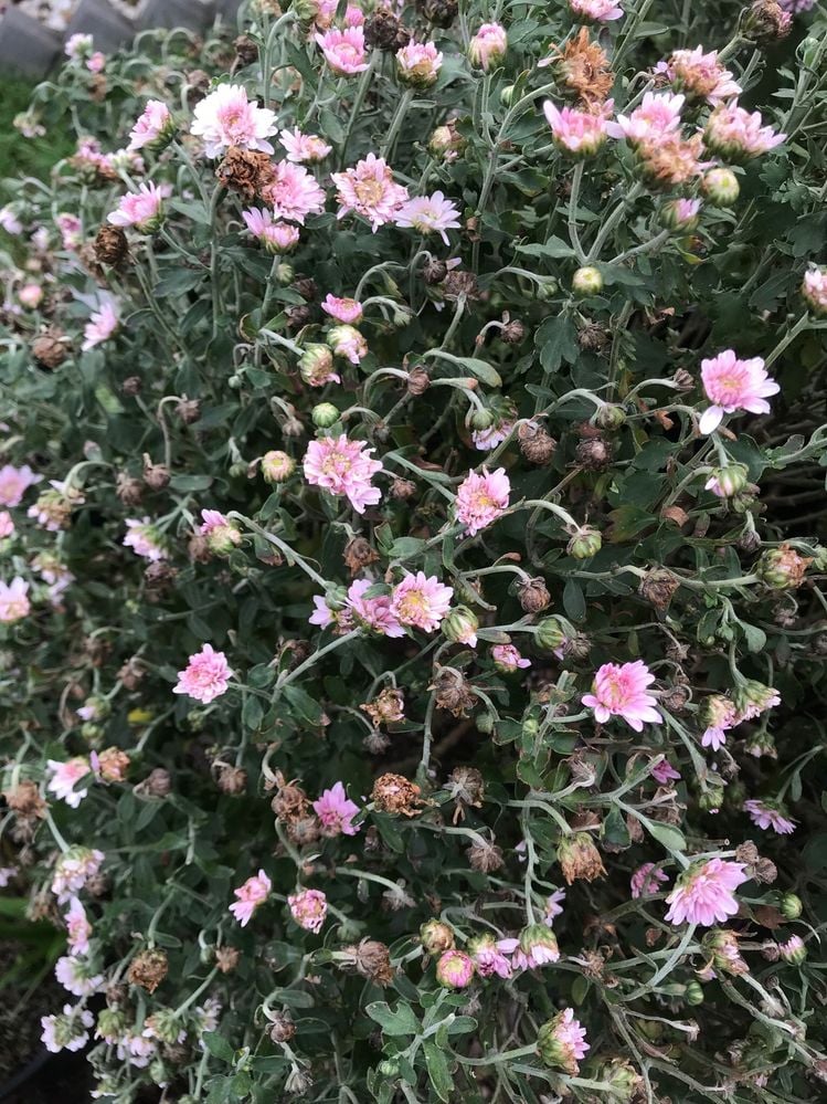 WhatsApp Image 2025-04-16 at 17.05.59_ae1c47ce.jpg WhatsApp Image 2025-04-16 at 17.05.59_ae1c47ce.jpg