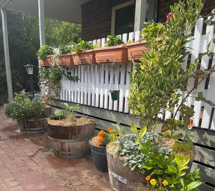 straw_berries.jpeg straw_berries.jpeg