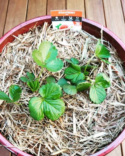 IMG_20201111_101738_060.jpg IMG_20201111_101738_060.jpg