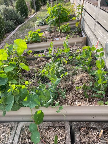 E83EC690-204C-41B2-9412-EC9945C8E142.jpeg E83EC690-204C-41B2-9412-EC9945C8E142.jpeg