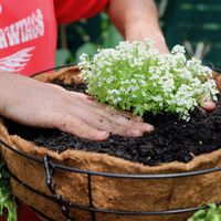 Step 5 Fill to the top with mix and plant.jpg Step 5 Fill to the top with mix and plant.jpg