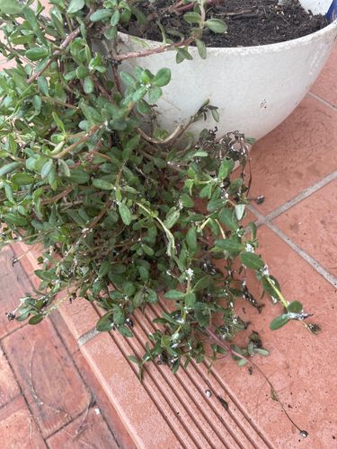 IMG_2403.jpeg IMG_2403.jpeg