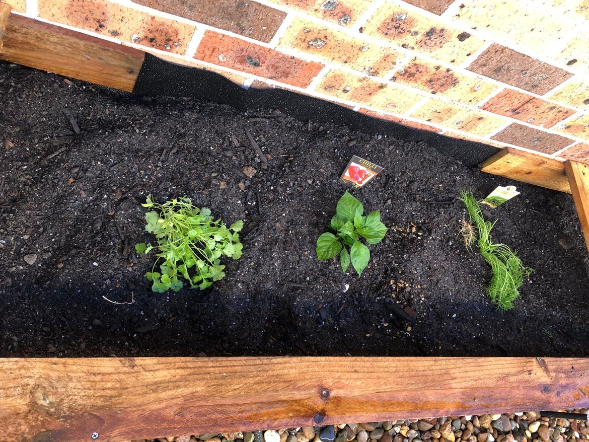 garden bed.jpeg garden bed.jpeg