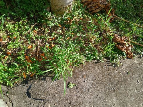 IMG_20250522_080409423_HDR.jpg IMG_20250522_080409423_HDR.jpg