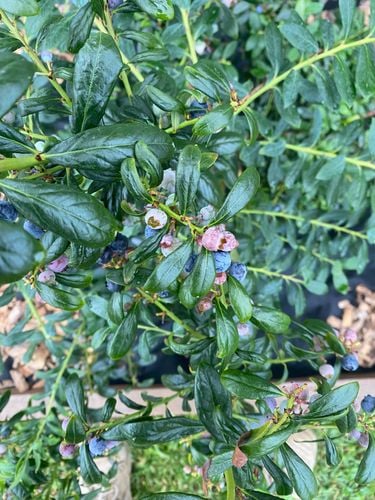 IMG_1672.jpeg IMG_1672.jpeg