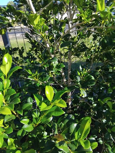 IMG_20250316_074148.jpg IMG_20250316_074148.jpg