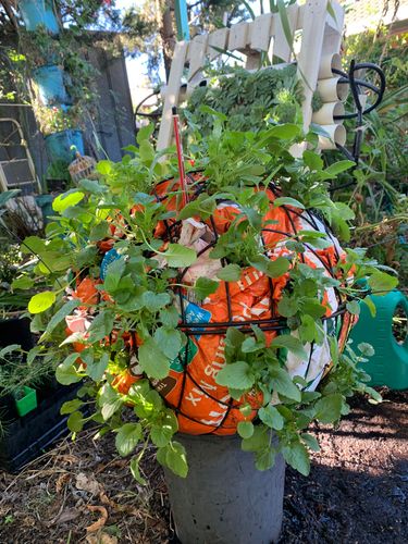 57804E85-89E1-4B72-AED7-5F8D1F2293CF.jpeg 57804E85-89E1-4B72-AED7-5F8D1F2293CF.jpeg