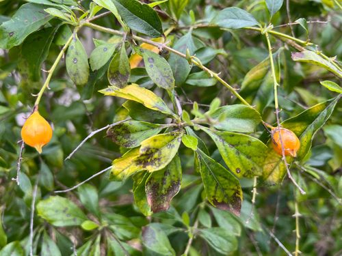 mmexport1723726766679.jpg mmexport1723726766679.jpg