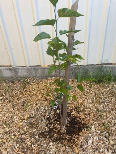 IMG_4631.jpeg IMG_4631.jpeg