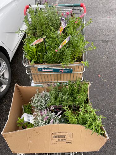 3B5FD358-8159-4441-B44F-BAD8536AD464.jpeg 3B5FD358-8159-4441-B44F-BAD8536AD464.jpeg