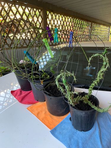 2CD7E857-D640-4592-9606-6969644EBDD4.jpeg 2CD7E857-D640-4592-9606-6969644EBDD4.jpeg