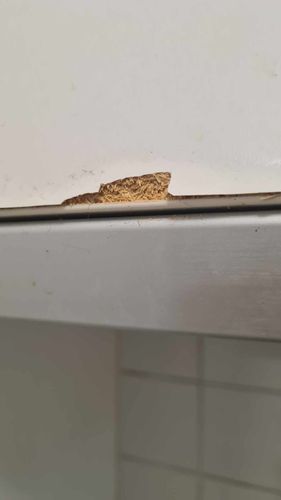 476186605_1335476734360680_2330256889144366219_n.jpg 476186605_1335476734360680_2330256889144366219_n.jpg