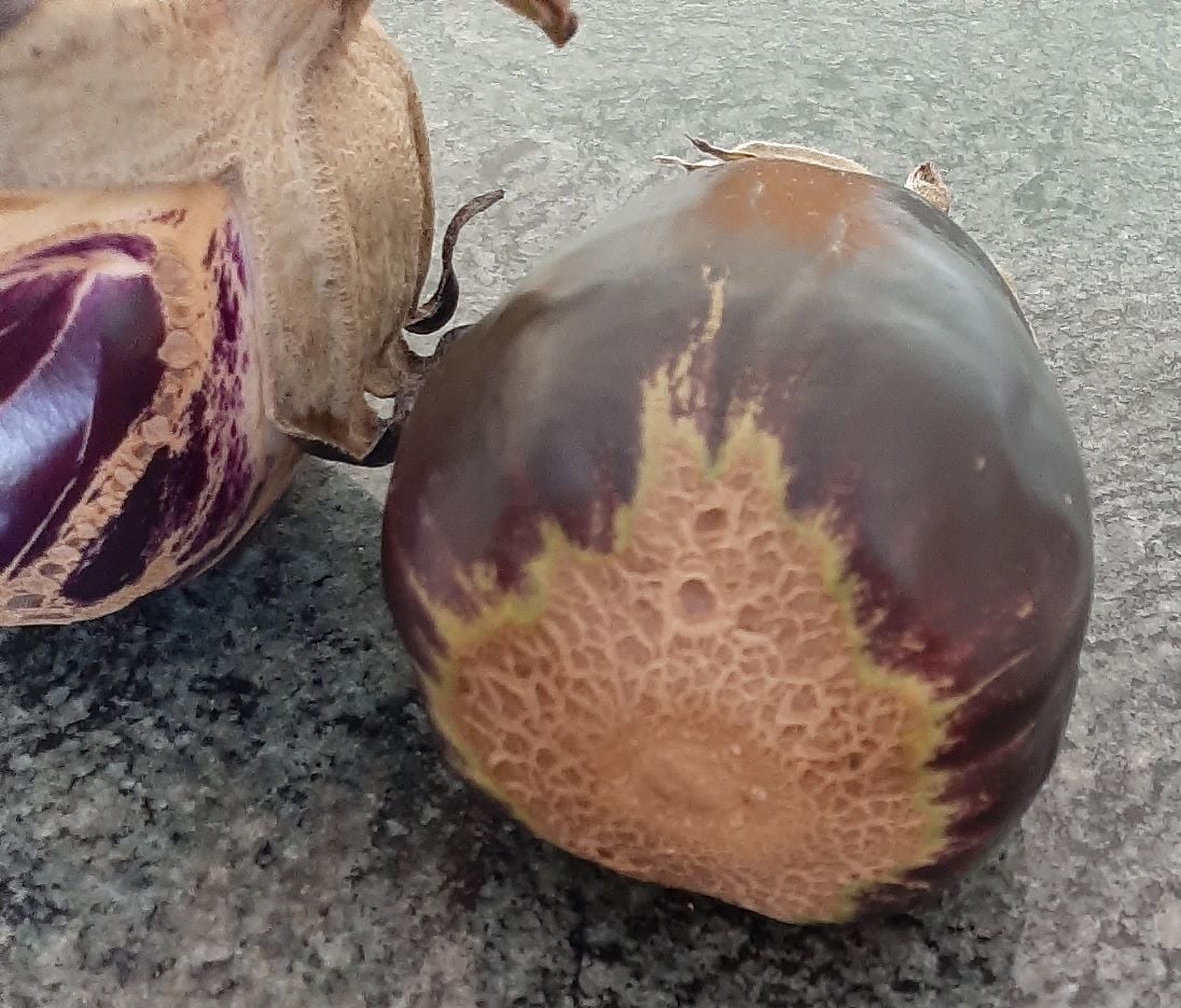 Eggplant1.jpg Eggplant1.jpg