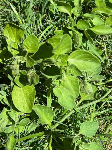 IMG_1298.jpeg IMG_1298.jpeg