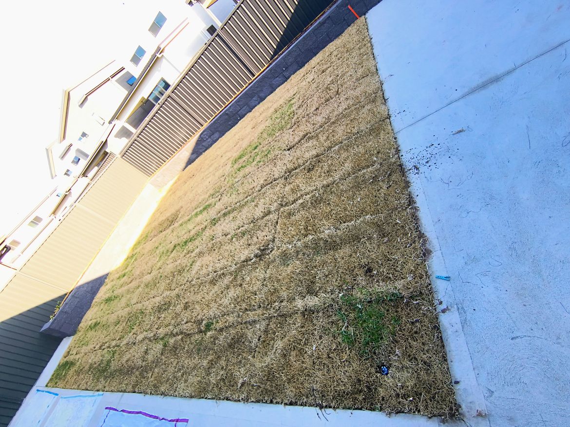 ‘Sir Walter buffalo’ grass yellow.jpg ‘Sir Walter buffalo’ grass yellow.jpg