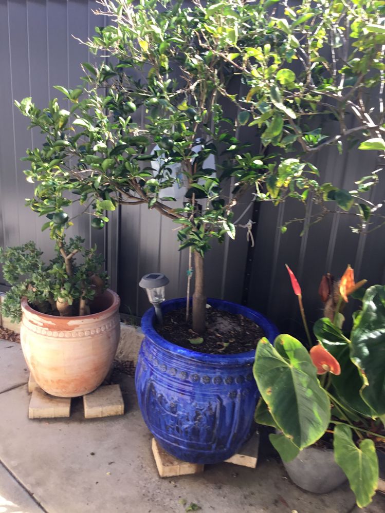 IMG_0224.jpeg IMG_0224.jpeg