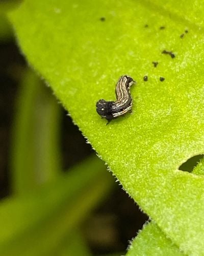 5F30F360-DDC5-4CFF-B7C0-58FBBFC9D1DE.jpeg 5F30F360-DDC5-4CFF-B7C0-58FBBFC9D1DE.jpeg