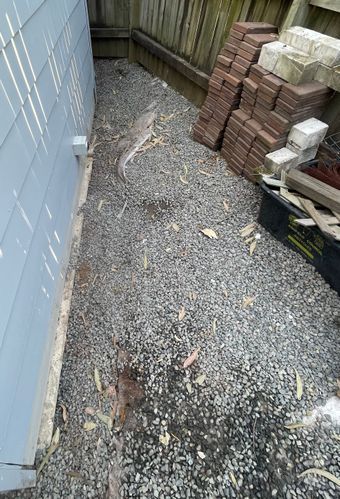 2D6FCDCB-F9C5-44D0-BD7E-1FD1CC28D960.jpeg 2D6FCDCB-F9C5-44D0-BD7E-1FD1CC28D960.jpeg