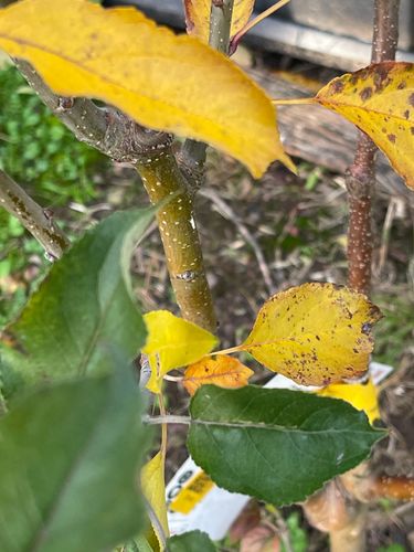 IMG_8747.jpeg IMG_8747.jpeg