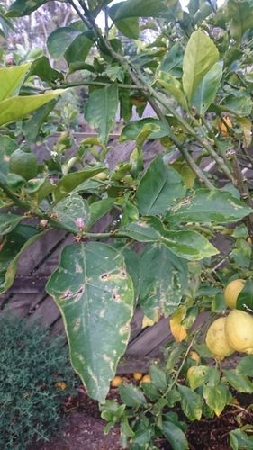 DSC_1878.JPG DSC_1878.JPG