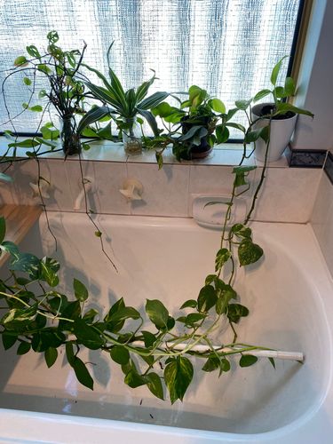 12894F71-F46A-46B3-AC4E-A1A7341254E9.jpeg 12894F71-F46A-46B3-AC4E-A1A7341254E9.jpeg